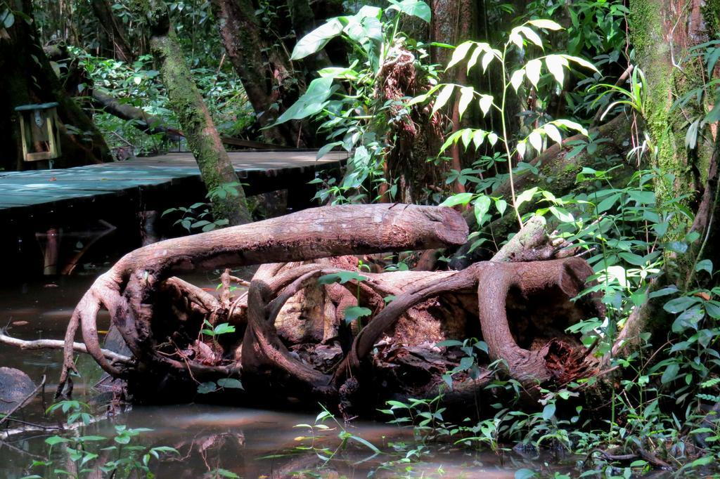 Hotel Casa Perico Rio Dulce By Eksteriør billede